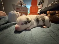 Pumpkin, a female Australian Shepherd and American Bully for sale in Abingdon, MD – 2 of 3