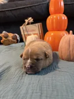 Smudge, a female Australian Shepherd and American Bully for sale in Abingdon, MD – 1 of 2