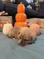 Smudge, a female Australian Shepherd and American Bully for sale in Abingdon, MD – 2 of 2