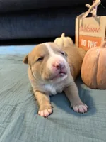Hoss, a male Australian Shepherd and American Bully for sale in Abingdon, MD – 2 of 3
