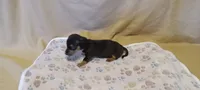 Lilac, a female Miniature Dachshund for sale in Steele, AL – 1 of 1