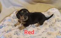 Red, a male Miniature Dachshund for sale in Steele, AL – 1 of 3