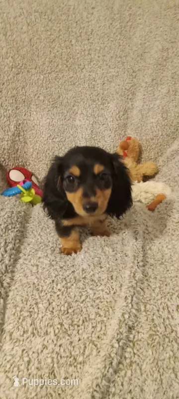 Green – Miniature Dachshund puppy for sale in Steele, AL