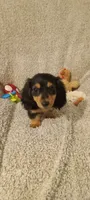 Green, a male Miniature Dachshund for sale in Steele, AL – 1 of 6