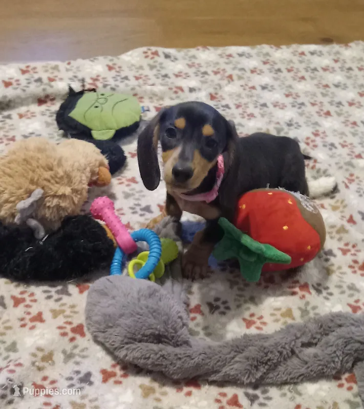 Pink – Miniature Dachshund puppy for sale in Steele, AL