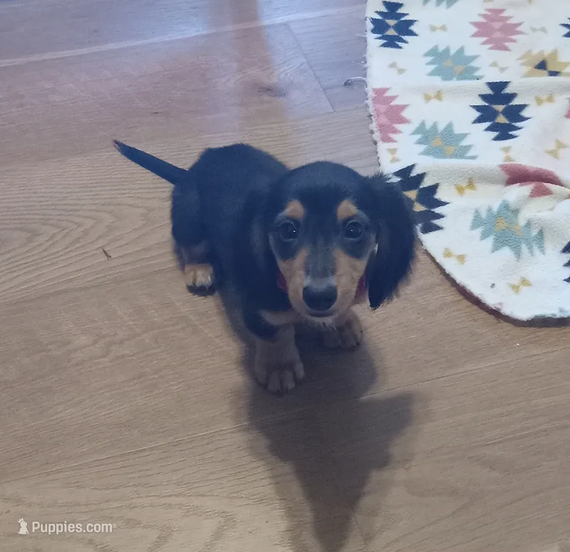 Red – Miniature Dachshund puppy for sale in Steele, AL
