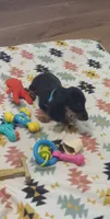 Teal, a female Miniature Dachshund for sale in Steele, AL – 5 of 6