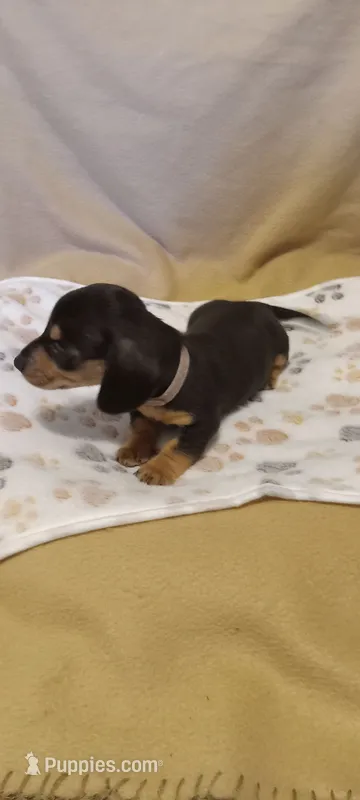 Pink – Miniature Dachshund puppy for sale in Steele, AL