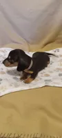 Pink, a female Miniature Dachshund for sale in Steele, AL – 1 of 1
