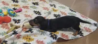 Blue, a male Miniature Dachshund for sale in Steele, AL – 2 of 9