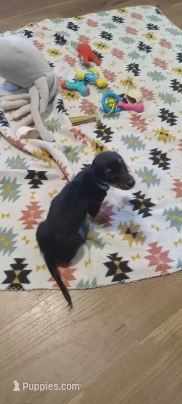 Teal – Miniature Dachshund puppy for sale in Steele, AL
