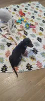 Teal, a female Miniature Dachshund for sale in Steele, AL – 1 of 6