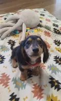 Red, a male Miniature Dachshund for sale in Steele, AL – 4 of 8
