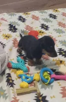 Teal, a female Miniature Dachshund for sale in Steele, AL – 2 of 6