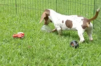 Toby, a male Miniature Dachshund for sale in Steele, AL – 4 of 9