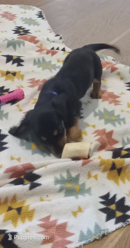 Blue – Miniature Dachshund puppy for sale in Steele, AL