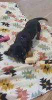 Blue, a male Miniature Dachshund for sale in Steele, AL – 1 of 9