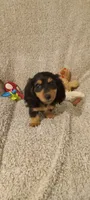 Green, a male Miniature Dachshund for sale in Steele, AL – 2 of 6