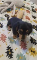 Red, a male Miniature Dachshund for sale in Steele, AL – 5 of 8