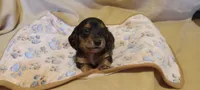Red, a male Miniature Dachshund for sale in Steele, AL – 3 of 3
