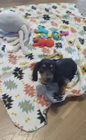 Blue, a male Miniature Dachshund for sale in Steele, AL – 6 of 9