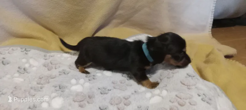 Blue – Miniature Dachshund puppy for sale in Steele, AL