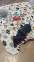 Blue, a male Miniature Dachshund for sale in Steele, AL – 5 of 9