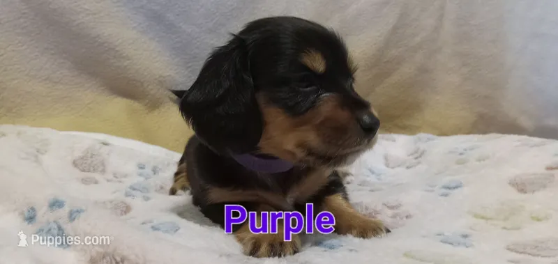 Purple – Miniature Dachshund puppy for sale in Steele, AL
