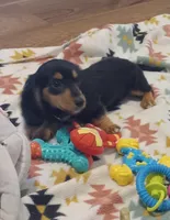 Purple, a female Miniature Dachshund for sale in Steele, AL – 5 of 7