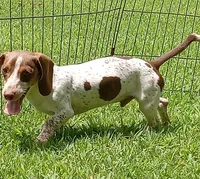 Toby, a male Miniature Dachshund for sale in Steele, AL – 2 of 9