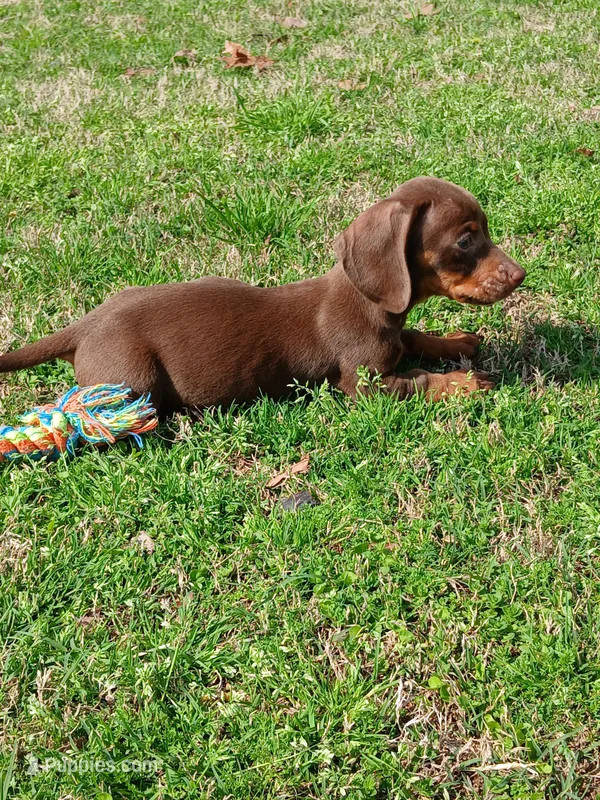 Mocha -M1 – Miniature Dachshund puppy for sale in Steele, AL