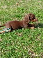 Hershey, a male Miniature Dachshund for sale in Steele, AL – Photo 1 of 5