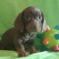 Hershey, a male Miniature Dachshund for sale in Steele, AL – Photo 3 of 5