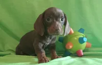 Mocha -M1, a male Miniature Dachshund for sale in Steele, AL – Photo 1 of 3