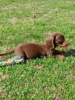 Hershey, a male Miniature Dachshund for sale in Steele, AL – Photo 2 of 5