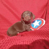 Hershey, a male Miniature Dachshund for sale in Steele, AL – Photo 4 of 5