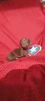 Mocha -M1, a male Miniature Dachshund for sale in Steele, AL – Photo 2 of 3
