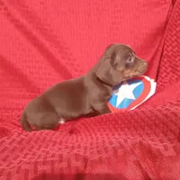 Hershey, a male Miniature Dachshund for sale in Steele, AL – Photo 5 of 5