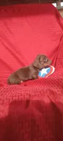 Mocha -M1, a male Miniature Dachshund for sale in Steele, AL – Photo 3 of 3