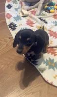 Lilac, a female Miniature Dachshund for sale in Steele, AL – 4 of 6