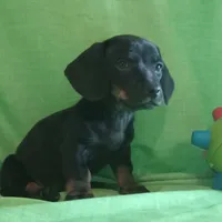 Millie, a female Miniature Dachshund for sale in Steele, AL – Photo 4 of 5