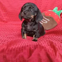 Millie, a female Miniature Dachshund for sale in Steele, AL – Photo 5 of 5