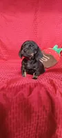 Mocha-F1, a female Miniature Dachshund for sale in Steele, AL – Photo 3 of 3