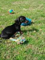 Millie, a female Miniature Dachshund for sale in Steele, AL – Photo 1 of 5
