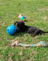 Millie, a female Miniature Dachshund for sale in Steele, AL – Photo 2 of 5