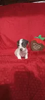 Mocha - F2, a female Miniature Dachshund for sale in Steele, AL – Photo 3 of 3