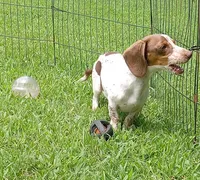 Toby, a male Miniature Dachshund for sale in Steele, AL – 3 of 9