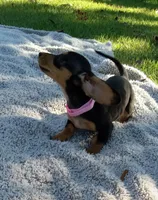 Pink, a female Miniature Dachshund for sale in Steele, AL – 5 of 6
