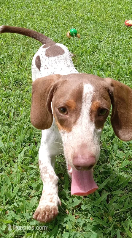 Toby – Miniature Dachshund puppy for sale in Steele, AL