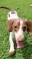 Toby, a male Miniature Dachshund for sale in Steele, AL – 1 of 9